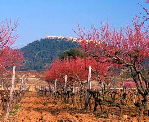 Fruit trees in blossom in vineyard below the hilltop   town of Le Castellet Var France     AC Bandol