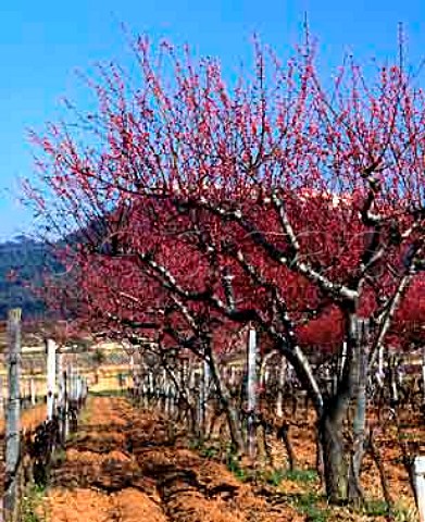 Fruit trees in blossom in vineyard near   Le Castellet Var France   AC Bandol