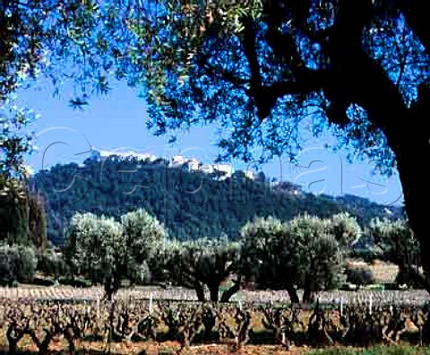 Vineyard and olive trees in early spring below   the hilltop town of Le Castellet Var France     AC Bandol