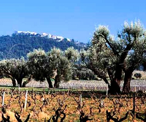 Vineyard and olive trees in early spring below   the hilltop town of Le Castellet Var France     AC Bandol