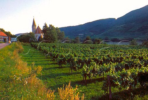 Vineyard at StJohann Niedersterreich Austria  Wachau