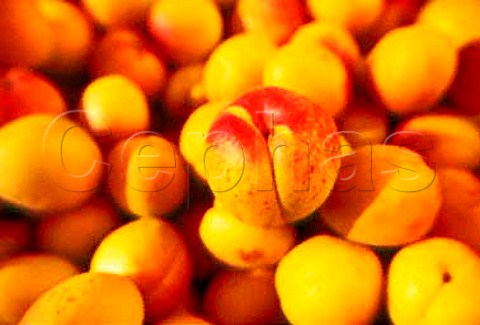 Wachau apricots Austria   Wachauer Marille apricot has an   EU Designation of Origin