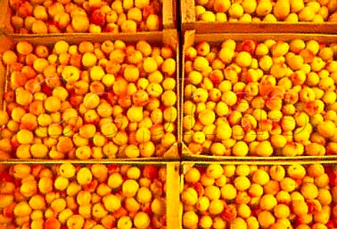 Boxes of Wachau apricots Austria   Wachauer Marille apricot has an   EU Designation of Origin