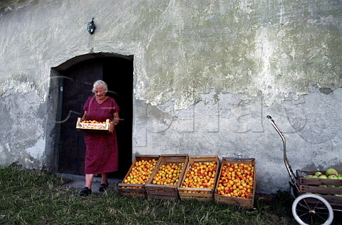 Anna Freiinger selling Wachau apricots   Rossatz Niedersterreich Austria   Wachauer Marille apricots from the Wachau have an EU Protected Designation of Origin PDO