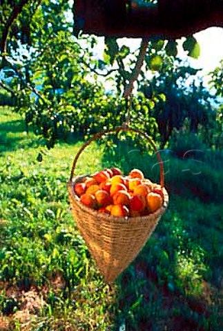 Basket of harvested Wachau apricots   Niedersterreich Austria Wachauer Marille apricot has an   EU Designation of Origin