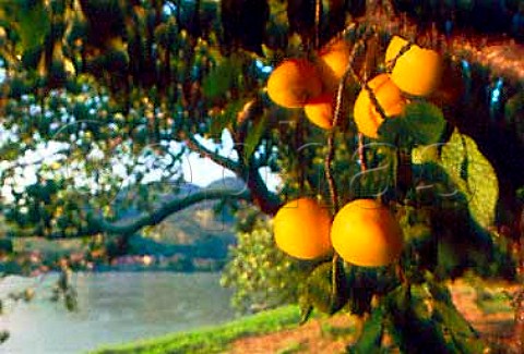 Wachau apricots on the tree   Niedersterreich Austria   Wachauer Marille apricot has an   EU Designation of Origin