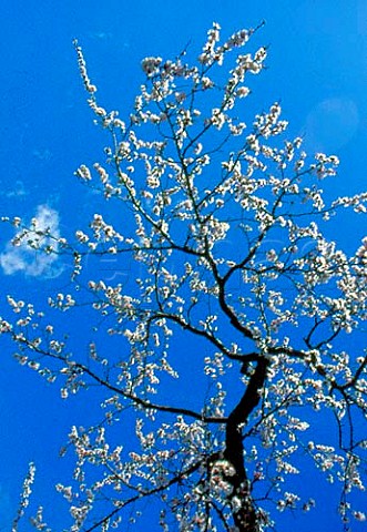Apricot blossom in the Wachau    Niedersterreich Austria   Wachauer Marille apricot has an   EU Designation of Origin