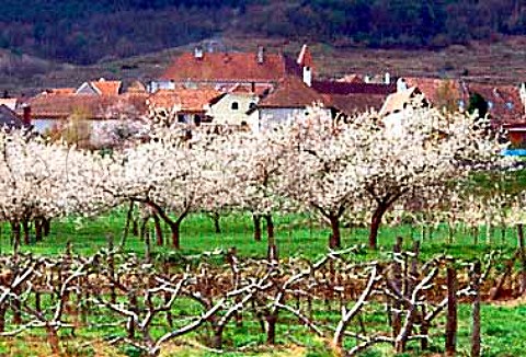 Apricot blossom Rossatz  Niedersterreich Austria   Wachauer Marille apricot has an   EU Designation of Origin