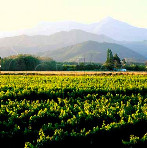 Vineyard of Mount Riley Wines   Marlborough New Zealand