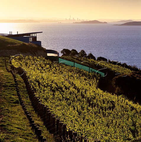 Sunset over Te Whau winery and vineyard with  Auckland in the distance Waiheke Island   New Zealand