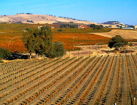 New vineyards near San Miguel on the edge of the   Cholame Hills San Luis Obispo Co California      Paso Robles AVA