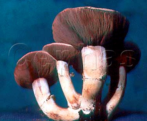 California produce  Mushrooms