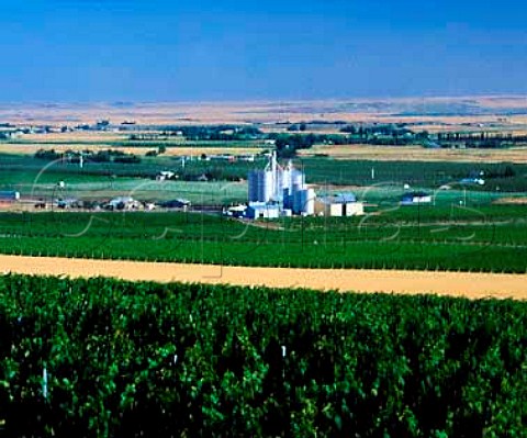 Seven Hills Vineyard surrounds the grain elevator of   the property  in addition to Seven Hills the grapes   are also used by many of Washingtons other top   wineries   Milton Freewater Oregon USA  Walla Walla AVA