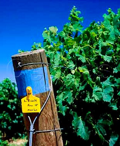 Block of Merlot vines  sold on contract to   LEcole No41  in Pepper Bridge Vineyard   Walla Walla Washington USA