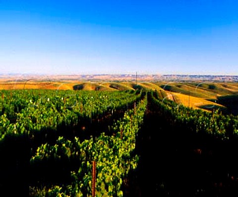 Cabernet Franc vineyard of Woodward Canyon Winery   Lowden Washington USA   Walla Walla Valley AVA