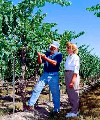 John and Ann Williams in their first Cabernet   Sauvignon vineyard  planted in 1975  Kiona Vineyards Benton City Washington USA  Red Mountain AVA