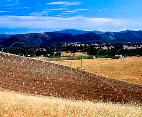View over Cobble Vineyard newlyplanted  Tempranillo to Coxs Rock Vineyard Abacela Winery  Winston Oregon USA     Umpqua Valley AVA
