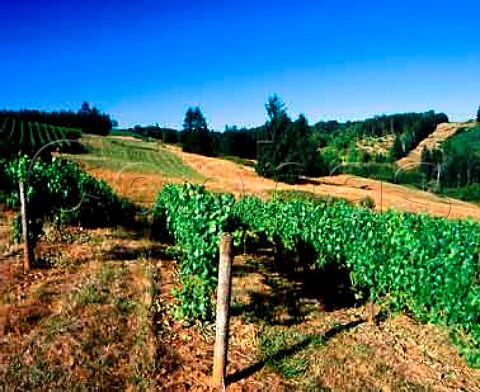Shea Vineyards  contract growers for many Oregon   wineries This block of Pinot Noir is destined for   StInnocent Winery      Newberg Oregon USA      Willamette Valley AVA