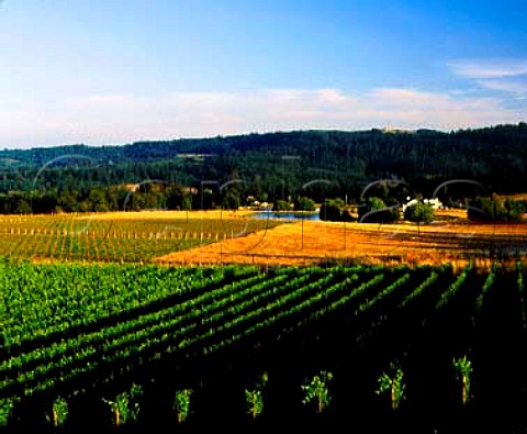 View over Pinot Blanc block of vines at   Bethel Heights Vineyard Bethel Oregon USA       Willamette Valley AVA