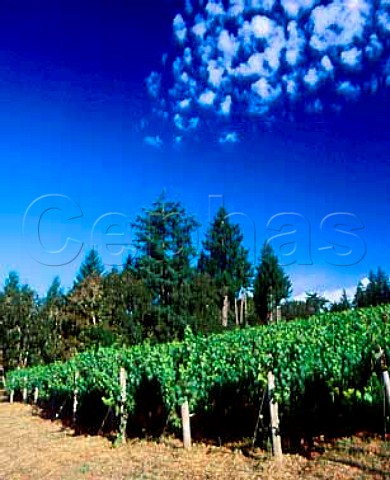Pinot Noir vineyard of Beaux Frres Newberg   Oregon USA Willamette Valley AVA