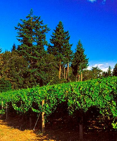 Pinot Noir vineyard of Beaux Frres Newberg   Oregon USA Willamette Valley AVA