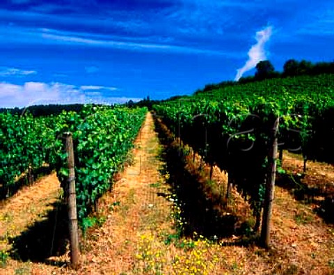 Pinot Noir vineyard of Rex Hill Vineyards  Newberg Oregon USA      Willamette Valley AVA