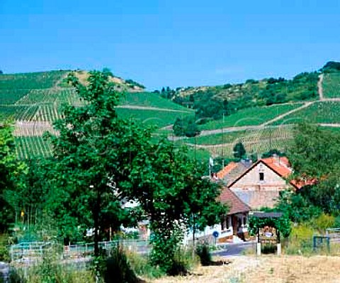 Steinberg vineyard above Oberhausen  Germany    Nahe