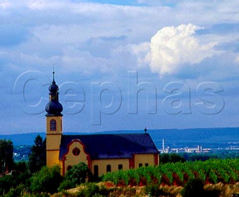 Vineyard by St Gereon Church at Nackenheim   Germany     Rheinfront  Rheinhessen
