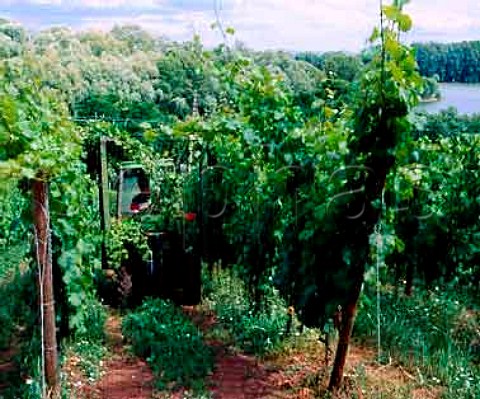 Mechanical pruning of vines in the redsoiled   Rothenberg vineyard at Nackenheim Germany   Rheinfront  Rheinhessen