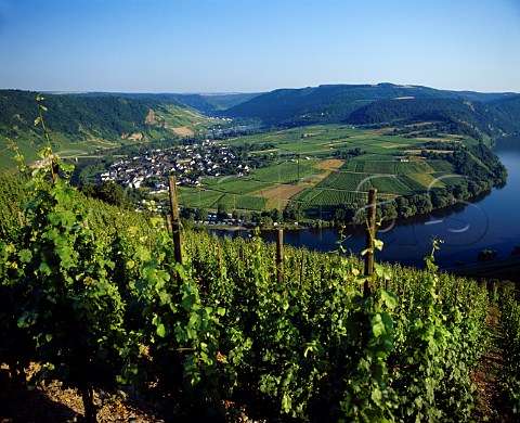 View from the Steffensberg vineyard at Krov   with Wolf on the far bank of the Mosel   Erden Germany  Mosel