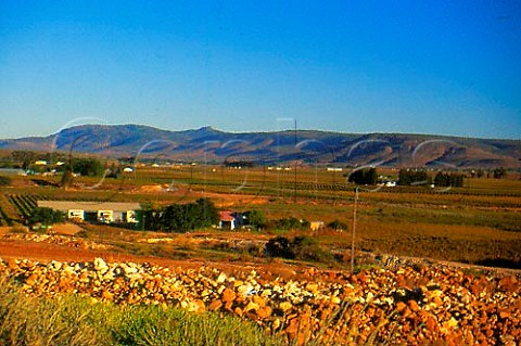 Vineyards around Vredendal the grapes   from which go to the Vredendal   Cooperative    South Africa   Olifantsrivier WO