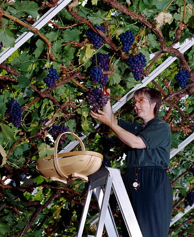 The Keeper of the Vine harvesting grapes   from The Great Vine at Hampton Court Palace London England