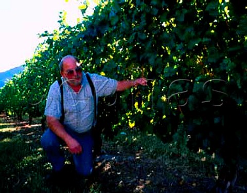 Harvey Shafer in Pinot Noir vineyard of  Shafer Vineyard Cellars Forest Grove Oregon USA   Willamette Valley AVA