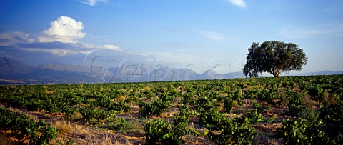 Fairview Estate vineyards Windmeul   Paarl Cape Province South Africa
