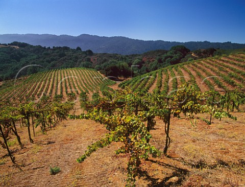 Ridge Vineyards Monte Bello Vineyard in the   Santa Cruz Mountains Cupertino California  Santa Cruz Mountains AVA