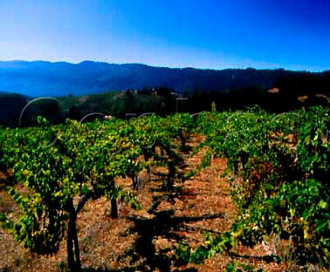 Ridge Vineyards Monte Bello Vineyard in the   Santa Cruz Mountains Cupertino California   Santa Cruz Mountains AVA
