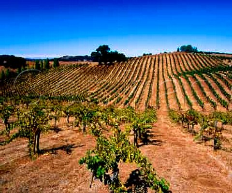 Ridge Vineyards Monte Bello Vineyard in the   Santa Cruz Mountains Cupertino California   Santa Cruz Mountains AVA