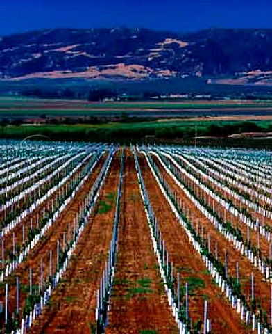 New vineyard in the Salinas Valley near Soledad   Monterey Co California   Monterey AVA