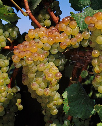 Ripe Chardonnay grapes showing signs of sunburn in the Sanford and Benedict Vineyard Buellton   Santa Barbara Co California   Santa Rita Hills AVA  Santa Ynez Valley AVA
