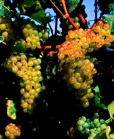 Ripe Chardonnay grapes  showing signs of sunburn    in the Sanford and Benedict Vineyard Buellton   Santa Barbara Co California   Santa Rita Hills AVA  Santa Ynez Valley AVA