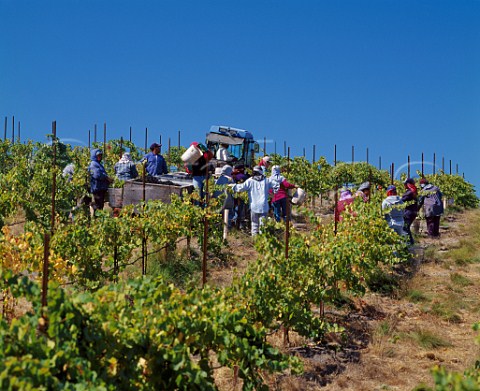 Harvesting Pinot Noir grapes in La Rinconada vineyard of Sanford Buellton   Santa Barbara Co California     Santa Rita Hills AVA  Santa Ynez Valley AVA