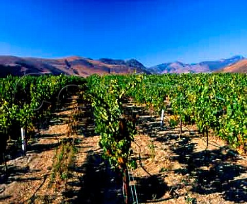 Chardonnay vines in Bien Nacido Vineyard   Santa Maria Santa Barbara Co California  Santa Maria Valley AVA