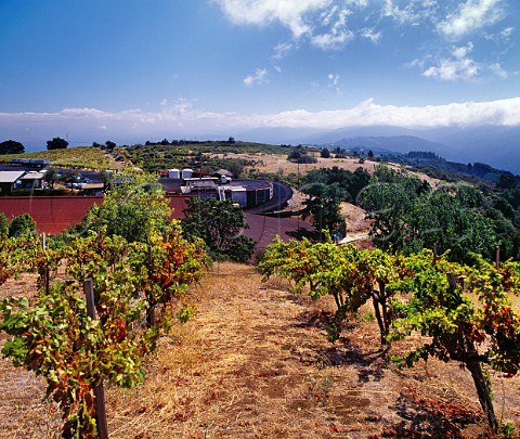 Ridge Vineyards winery in their Monte Bello Vineyard high in the Santa Cruz Mountains Cupertino California   Santa Cruz Mountains AVA