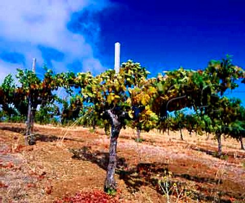 Old Cabernet Sauvignon vines in Ridge Vineyards   Monte Bello Vineyard high in the Santa Cruz   Mountains Cupertino California  Santa Cruz Mountains AVA