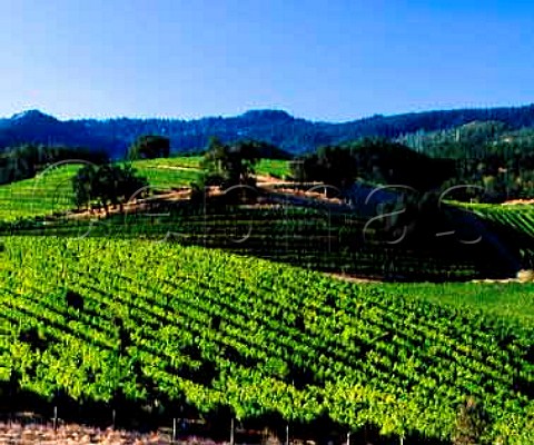 Part of the 180acre Quintessa vineyard from which   Franciscan produce a top Meritage red from  Cabernet Sauvignon Merlot and Cabernet Franc  Rutherford Napa Co California