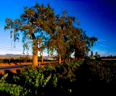 Old oak trees border Route 128 alongside Ray Rossi vineyard StHelena Napa Valley California