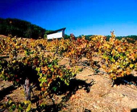 Old Zinfandel vines in Lytton Springs Vineyard   of Ridge Healdsburg Sonoma Co California   Dry Creek Valley AVA
