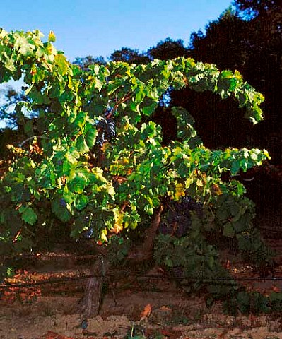 Old Carignan vine in Lytton Springs Vineyard of   Ridge Healdsburg Sonoma Co California      Dry Creek Valley AVA