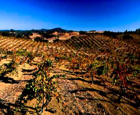 The ancient Lytton Springs Vineyard of Ridge  principally Zinfandel but also contains some Carignan and Petite Sirah    Healdsburg Sonoma Co California   Dry Creek Valley AVA