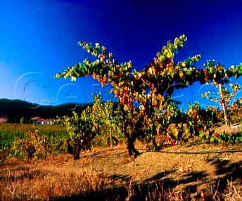 100year old Zinfandel vine in Lytton Springs   Vineyard of Ridge Healdsburg Sonoma Co   California    Dry Creek Valley AVA